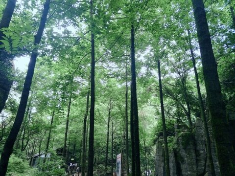 樹林