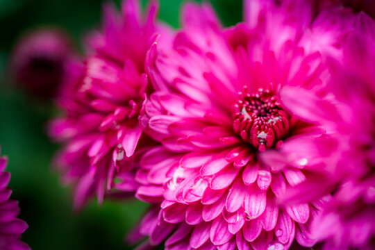 紅菊花