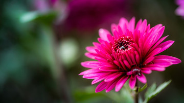 紅菊花