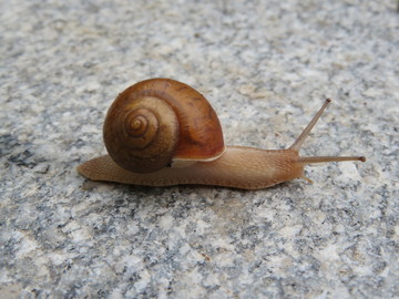 蝸牛