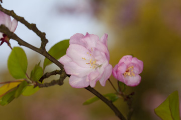 西府海棠花
