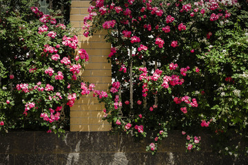 薔薇花墻