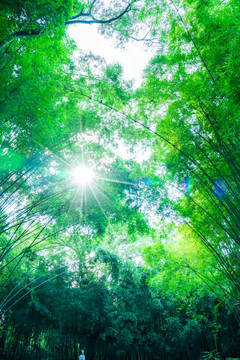 夢(mèng)幻陽(yáng)光竹林