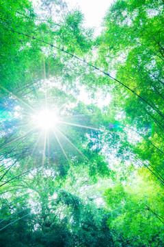 夢幻陽光竹林