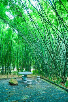 詩(shī)情畫(huà)意的竹林竹園