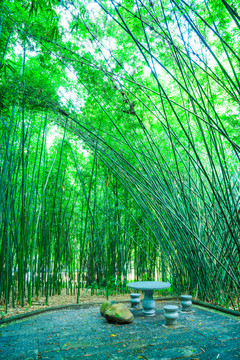 詩(shī)情畫(huà)意的竹林竹園