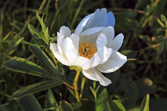 芍藥花