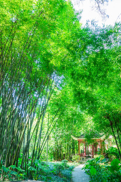 詩(shī)意竹園陽(yáng)光竹林