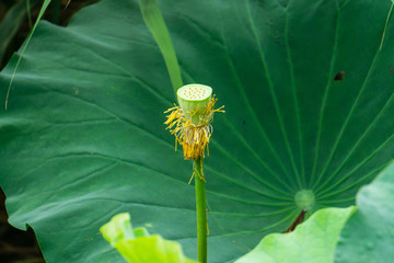 大明湖荷花