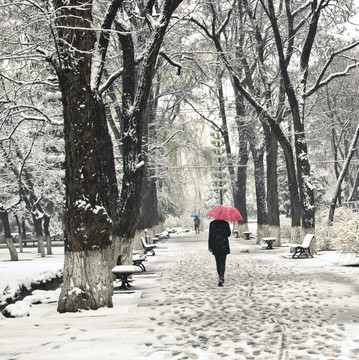 雪中