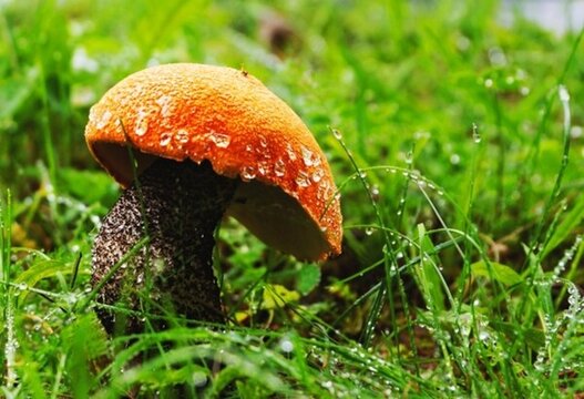 森林草原采紅色野生蘑菇特寫