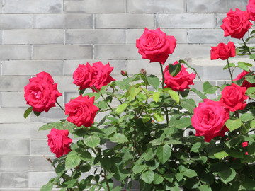 月季花