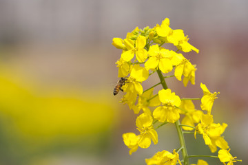 油菜花