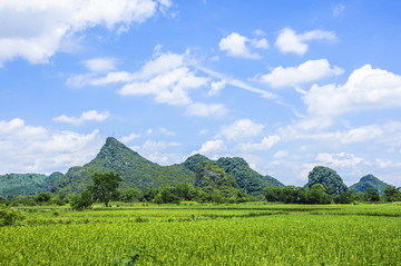 夏日田園