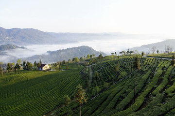 茶山