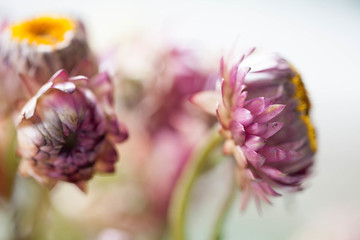 非洲雛菊特寫