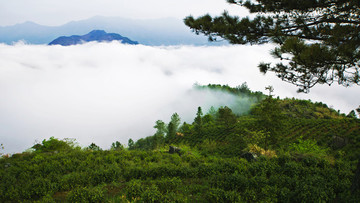 高山茶園