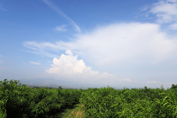 帶有藍(lán)天白云的桃園