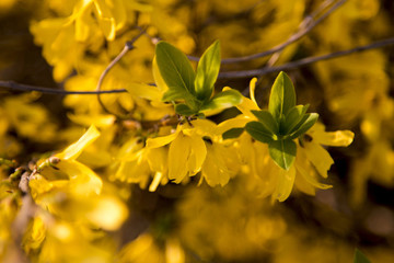 迎春花