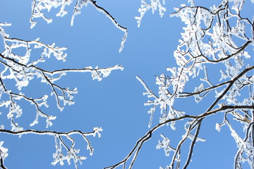 樹枝雪花