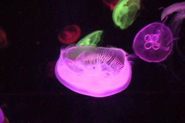 水母