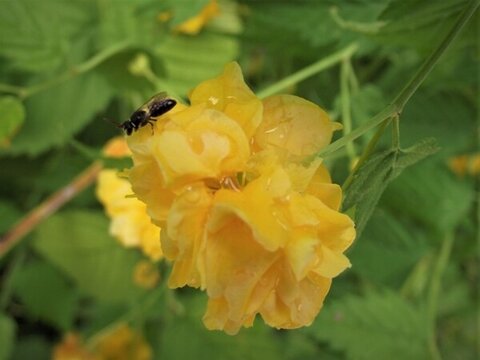 黃花