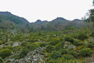 高山茶園