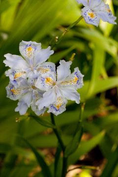 鳶尾花