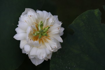 白蓮花