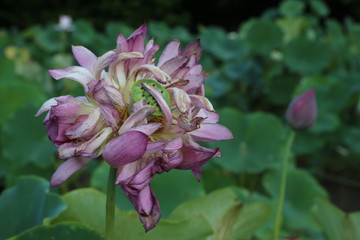 蓮花荷花