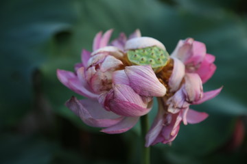 荷花蓮花