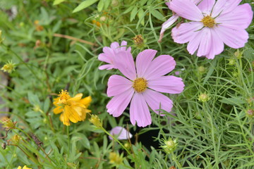新加坡城市花園花卉波斯菊格桑花