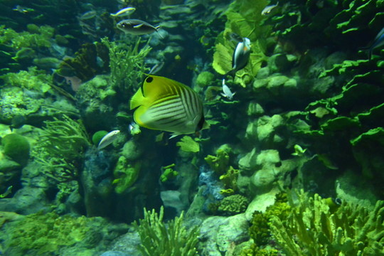 香港海洋游樂(lè)園海洋生物