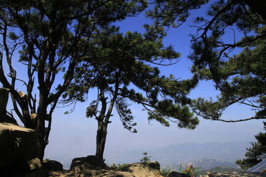 山頂樹木