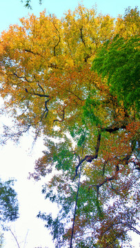 銀杏樹(shù)