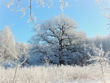 北方冬天雪地雪景樹掛霧凇