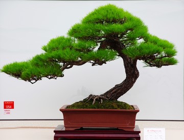 樹木盆景