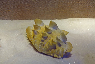 檸檬黃鯪片長硨磲