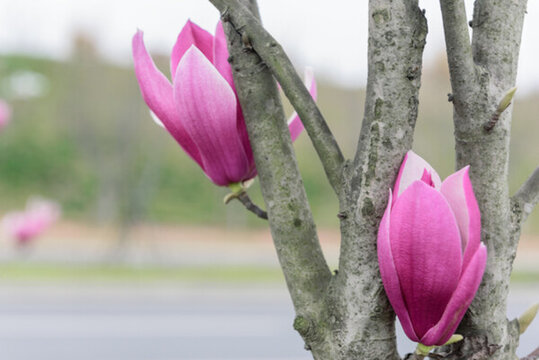 玉蘭花