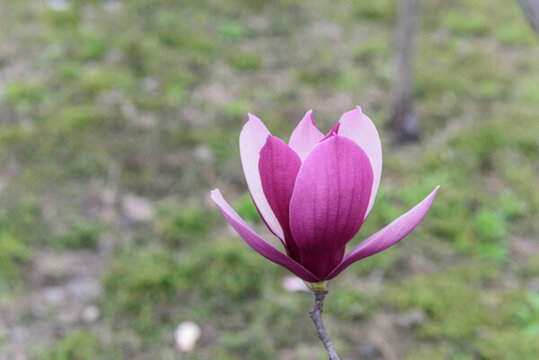 玉蘭花