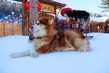 雪橇犬