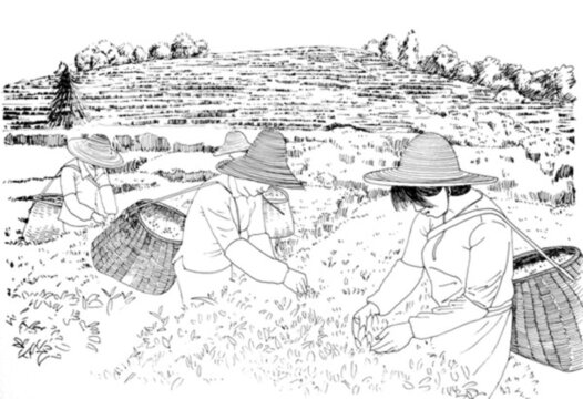 采茶女