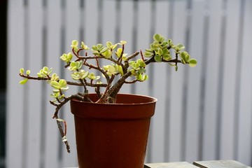 多肉植物