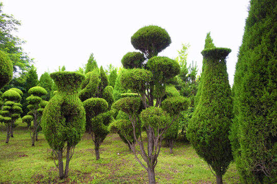 城市園林植物造型