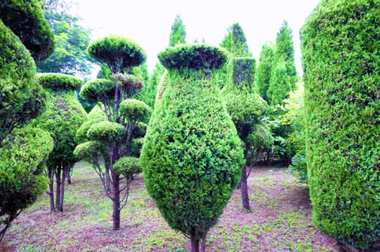 園林植物造型造景