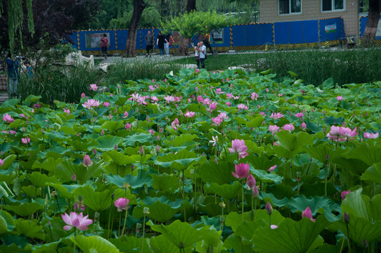 荷花