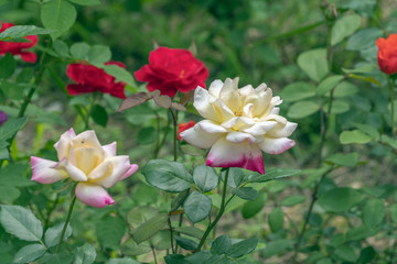 唯美月季花