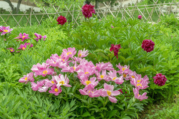 芍藥花