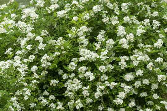 薔薇花綠化美化