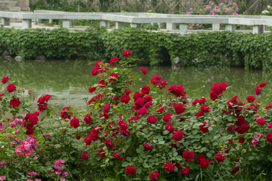 薔薇花綠化美化
